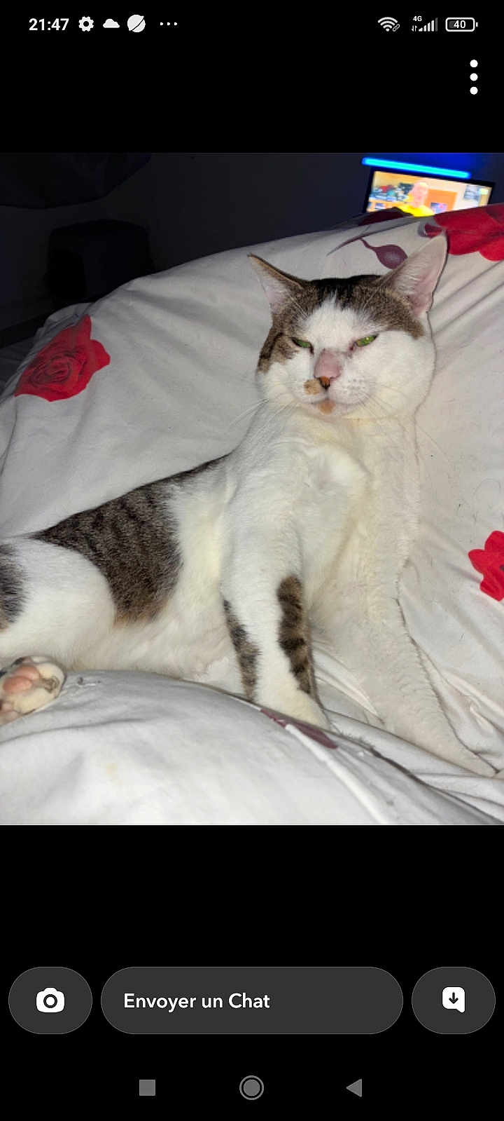 Mia participe au concours pour gagner de l'argent avec cette photo : cat, bed, white_bedspread, red_rose_pattern, indoor, feline, relaxed, animal, pet, fur, sleepy, face, paw, whiskers, domestic_cat, resting, closeup, cute, mammal, home