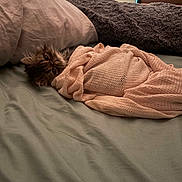 Tiggy is registered to the contest to win money with this photo: kitten, cat, blanket, bed, pillow, soft, cozy, indoor, pet, fur, cute, resting, sleepy, curious, domestic, animal, feline, warm, comfort, relaxation