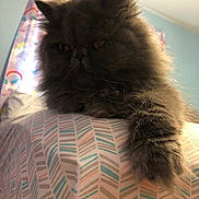 Ziggy is registered to the contest to win money with this photo: cat, fluffy, gray, indoor, curtain, rainbow, patterned_surface, paw, feline, pet, relaxed, closeup, whiskers, fur, home, cozy, window, soft_light, cute, animal