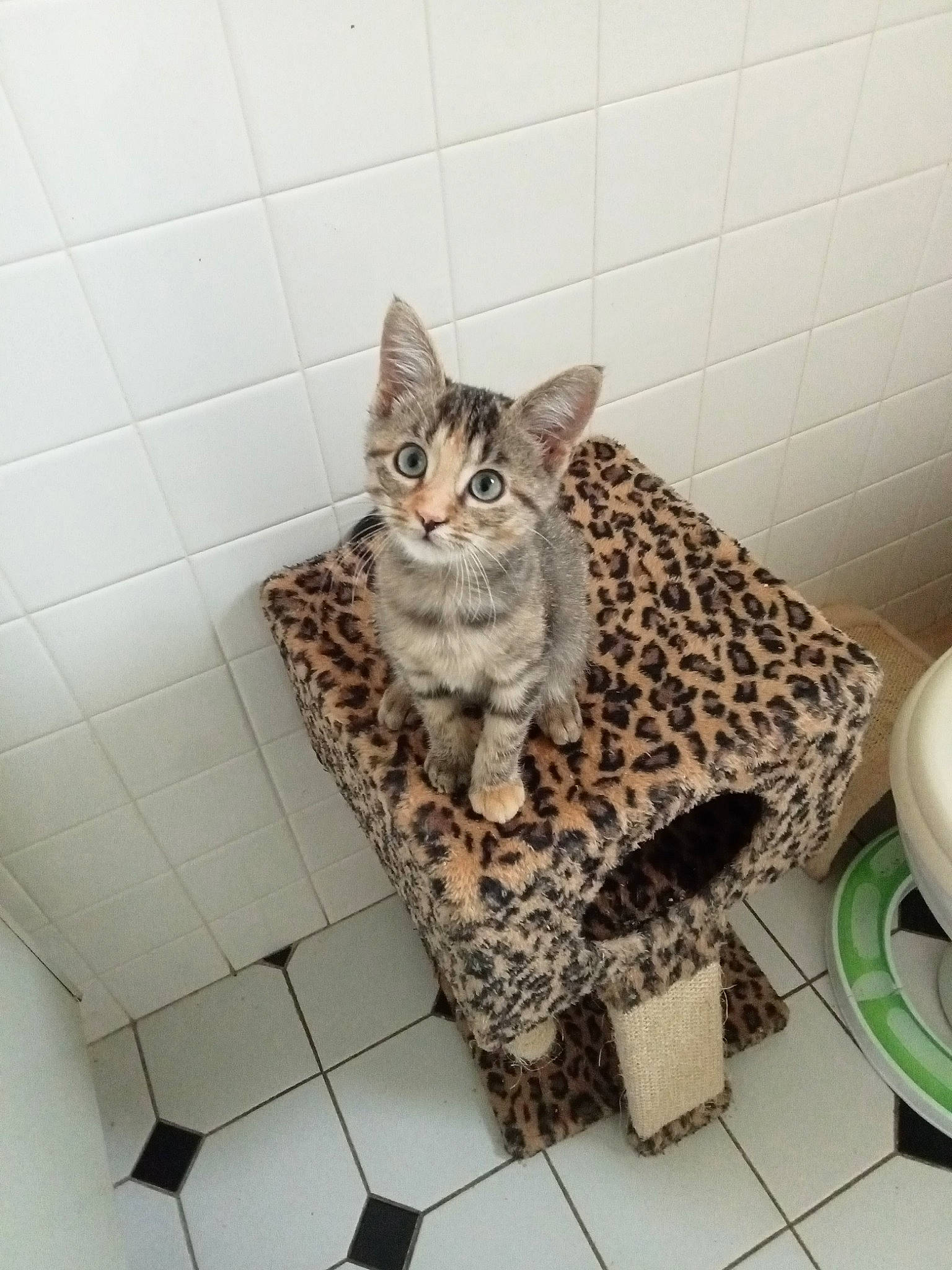 Tulipe participe au concours pour gagner de l'argent avec cette photo : carnivore, cat, cat_supply, ceramic, comfort, domestic_short_haired_cat, felidae, flooring, fur, grey, household_supply, pattern, paw, rectangle, room, small_to_medium_sized_cats, tail, tile, whiskers