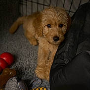 Lottie is registered to the contest to win money with this photo: puppy, dog, pet, toy, plush_toy, crate, bed, soft, gray, brown, cute, indoor, young, fur, animal, companion, resting, looking, cozy, adorable