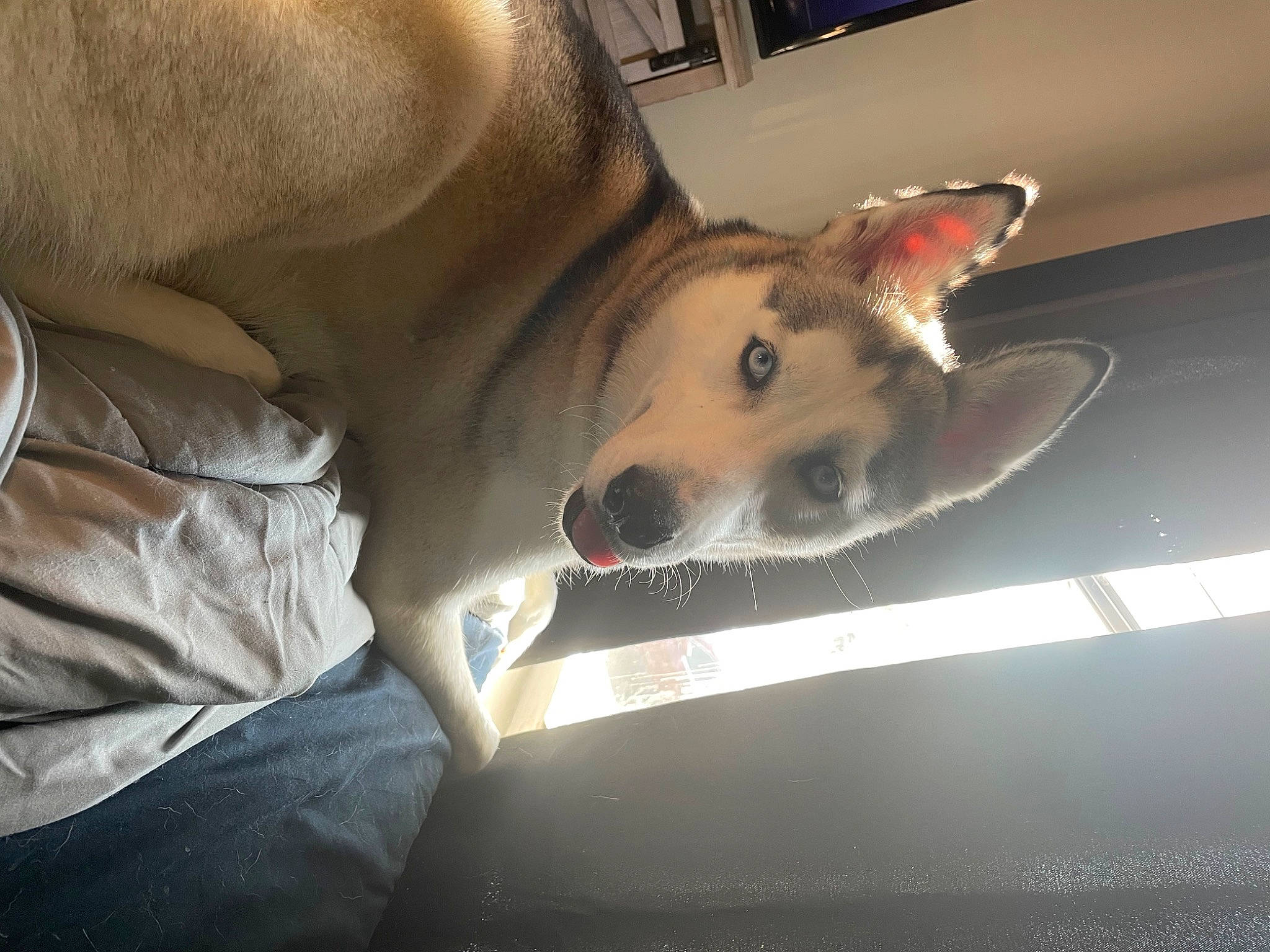 Tala joined the competition — help win amazing prizes! canidae, carnivore, comfort, companion_dog, dog, dog_breed, ear, fawn, fur, german_shepherd_dog, herding_dog, jaw, non_sporting_group, paw, snout, sporting_group, tail, welsh_corgi, whiskers, working_animal