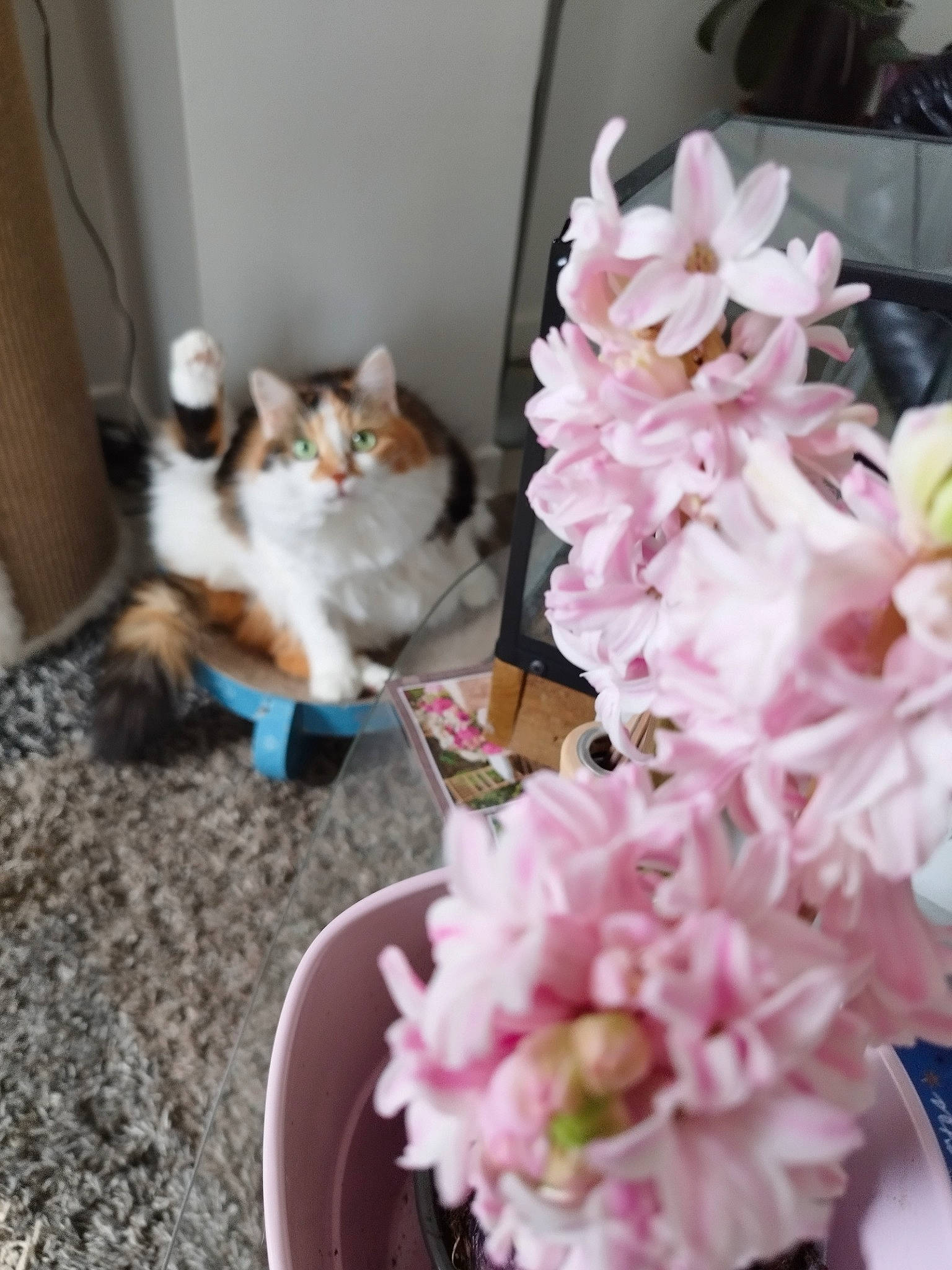 Maya participe au concours pour gagner de l'argent avec cette photo : artificial_flower, carnivore, cat, cat_supply, cut_flowers, felidae, floral_design, floristry, flower, flower_arranging, flowering_plant, flowerpot, fur, houseplant, petal, pink, plant, small_to_medium_sized_cats, tail, whiskers
