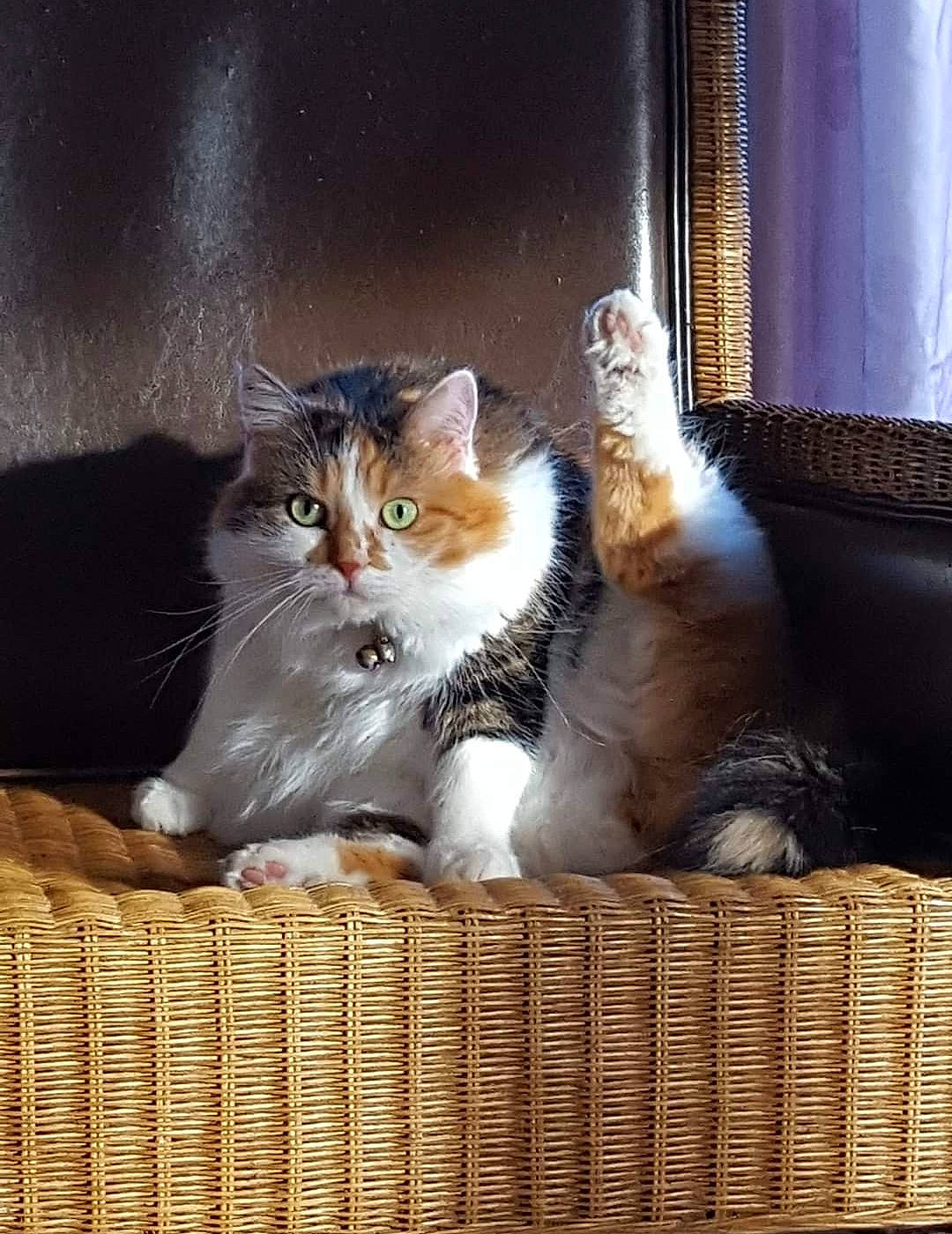 Maya a rejoint le concours — aidez-le/la à gagner de superbes lots ! animal_shelter, basket, box, carnivore, cat, cat_supply, curtain, domestic_short_haired_cat, felidae, fur, home_accessories, photo_caption, picnic_basket, sitting, small_to_medium_sized_cats, storage_basket, tail, whiskers, wicker, window