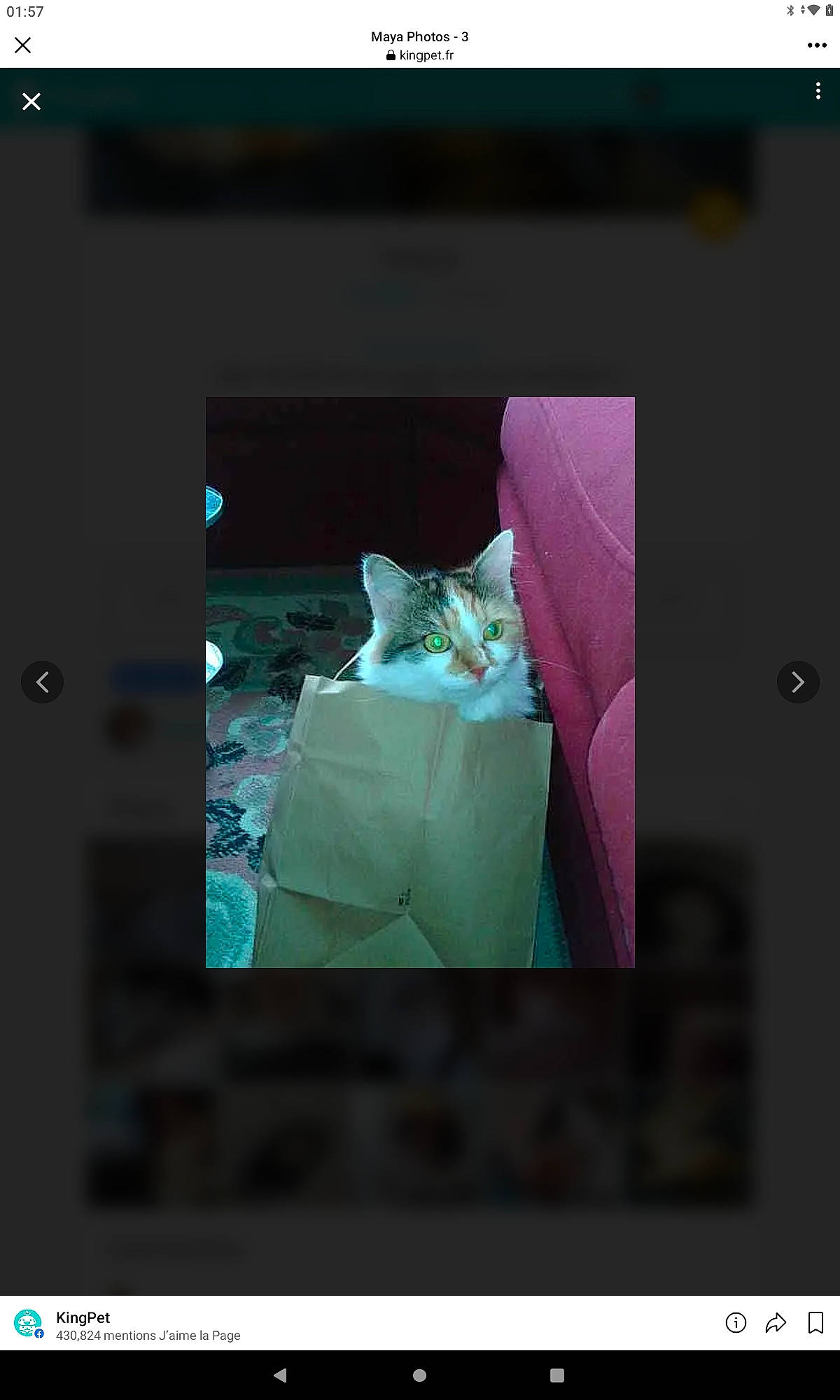 Maya participe au concours pour gagner de l'argent avec cette photo : beauty, carnivore, cat, display_device, electronic_device, felidae, font, linens, magenta, organism, paper_product, pattern, petal, photo_caption, purple, rectangle, room, screenshot, small_to_medium_sized_cats, whiskers