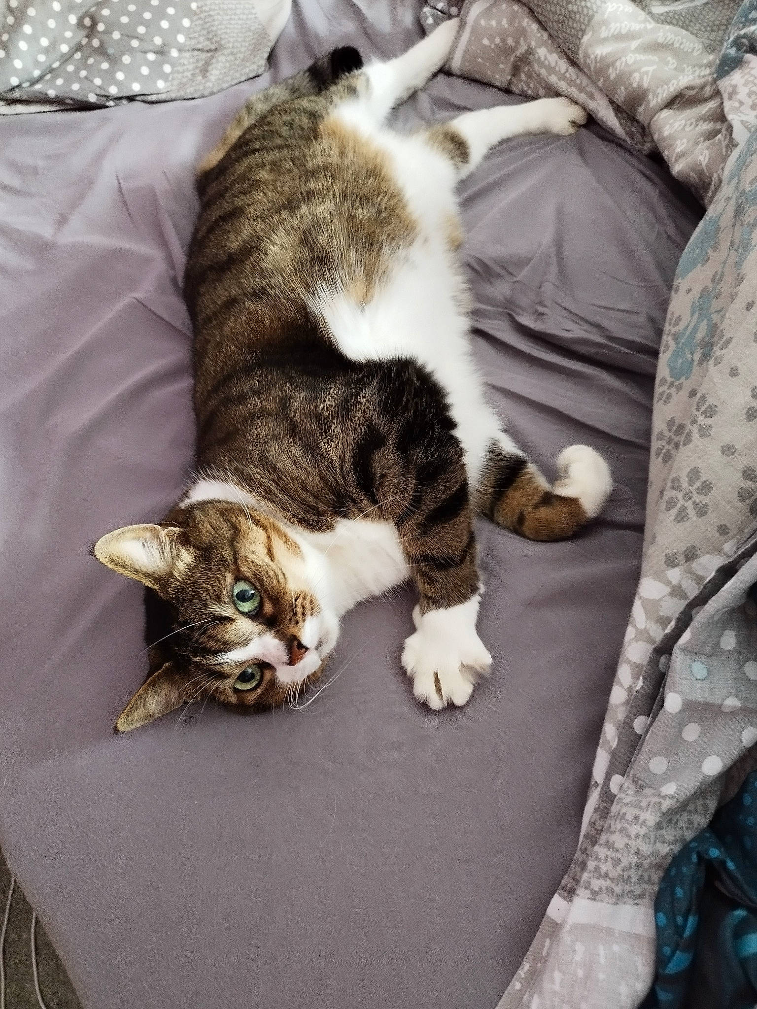 Gaïa a rejoint le concours — aidez-le/la à gagner de superbes lots ! carnivore, cat, claw, comfort, couch, domestic_short_haired_cat, felidae, fur, grey, linens, nap, paw, small_to_medium_sized_cats, tail, textile, whiskers, wood