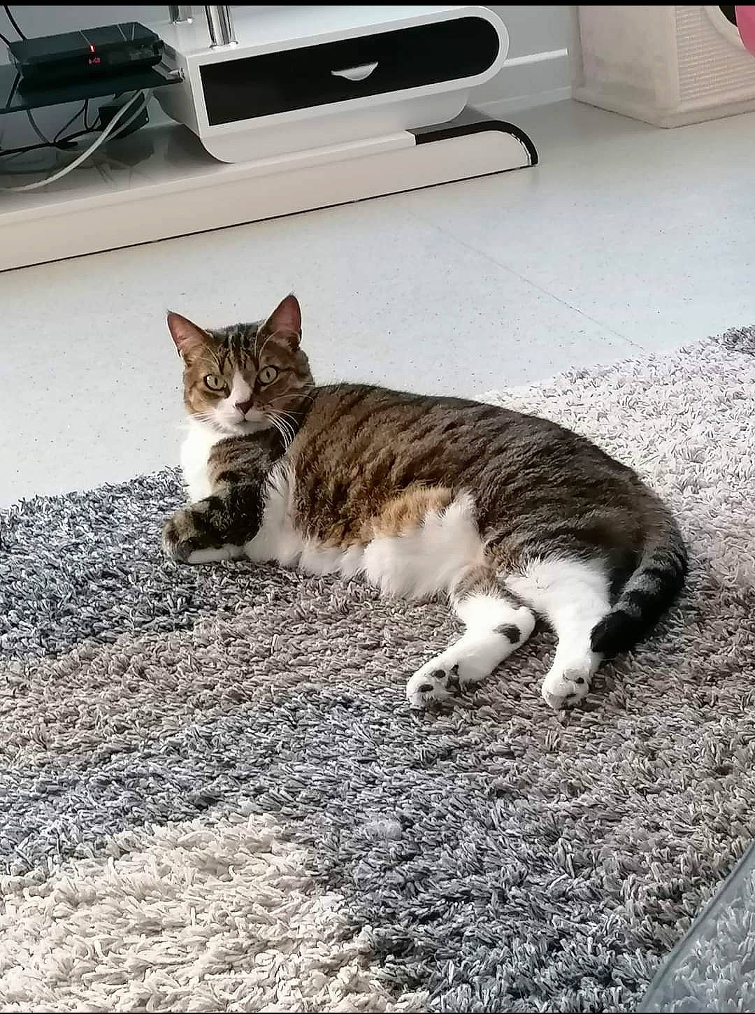 Gaïa participe au concours pour gagner de l'argent avec cette photo : carnivore, cat, comfort, computer_keyboard, domestic_short_haired_cat, felidae, flooring, fur, grey, home_appliance, paw, peripheral, road_surface, small_to_medium_sized_cats, snout, tail, terrestrial_animal, whiskers