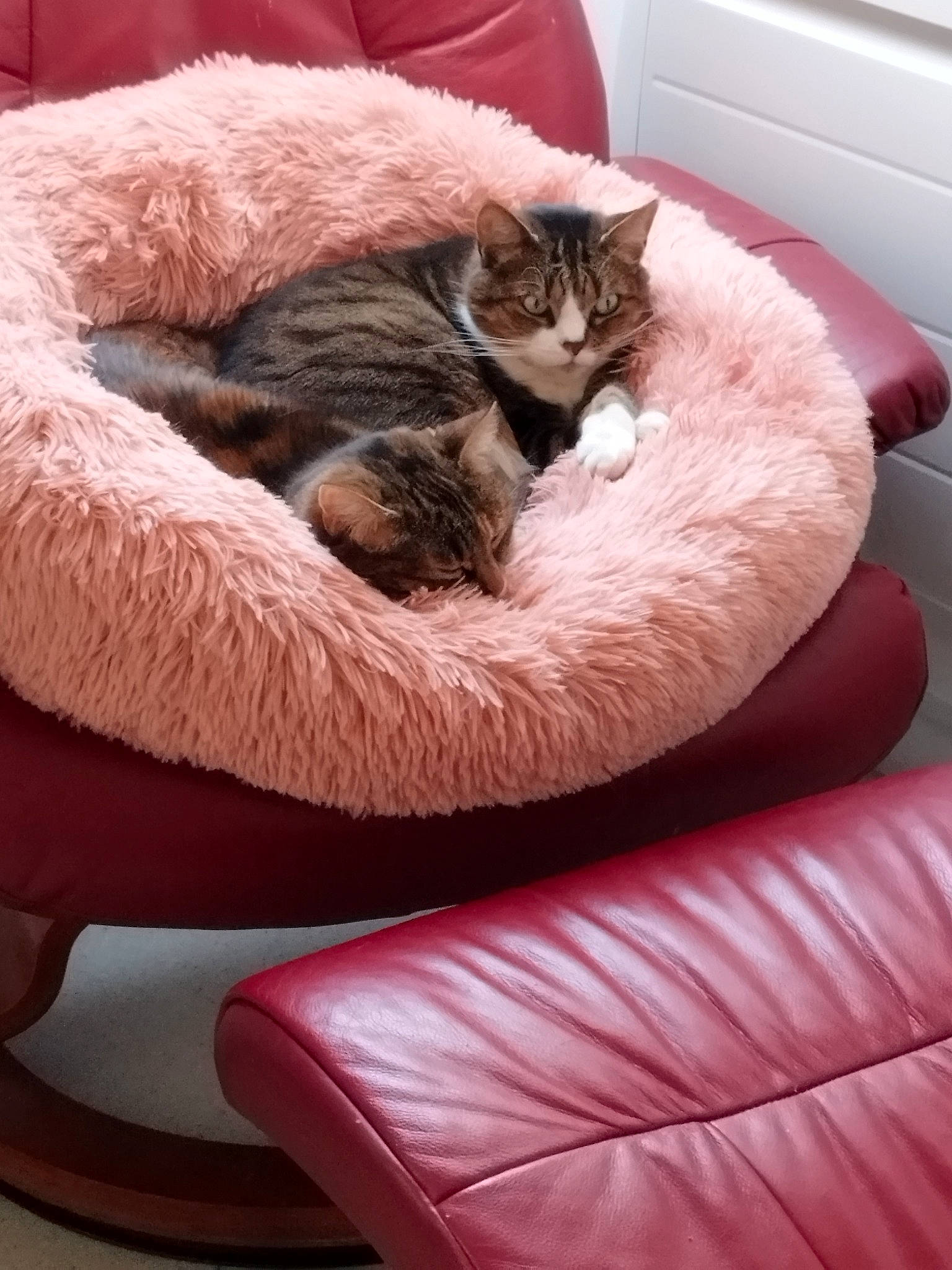 Gaïa participe au concours pour gagner de l'argent avec cette photo : carnivore, cat, cat_bed, cat_supply, comfort, companion_dog, couch, domestic_short_haired_cat, fawn, felidae, fur, furniture, grey, linens, living_room, room, small_to_medium_sized_cats, tail, vertebrate, whiskers