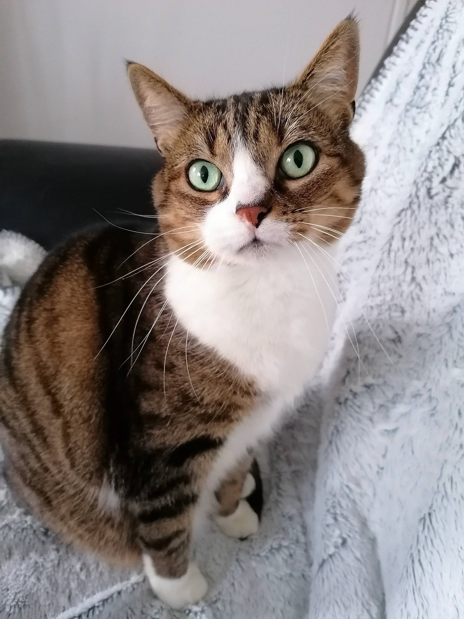 Gaïa participe au concours pour gagner de l'argent avec cette photo : carnivore, cat, claw, domestic_short_haired_cat, eye, felidae, foot, fur, paw, sitting, small_to_medium_sized_cats, snout, tail, terrestrial_animal, whiskers