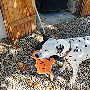 Jaro participe au concours pour gagner de l'argent avec cette photo : animal, black_spots, collar, concrete, dalmatian, daylight, dog, fall, leaves, nature, outdoor, pebbled_ground, pet, playful, plush_toy, shadow, sunlight, toy, white_fur, wooden_door