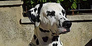 Jaro participe au concours pour gagner de l'argent avec cette photo : animal, black_spots, calm, canine, chain_collar, close_up, dalmatian, dog, ears, fence, greenery, muzzle, nature, outdoor, pet, portrait, serene, snout, sunlight, white_fur