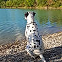 Jaro a rejoint le concours — aidez-le/la à gagner de superbes lots ! animal, calm, clouds, collar, dalmatian, dog, greenery, lake, nature, outdoor, peaceful, pet, reflection, rocks, shore, sitting, sky, sunlight, trees, water