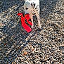 Jaro a rejoint le concours — aidez-le/la à gagner de superbes lots ! animal, black_spots, dalmatian, daylight, dog, fun, grass_edge, lobster_toy, mouth, nature, outdoor, pebbles, pet, playful, red_toy, shadow, standing, sunlight, toy, white_dog