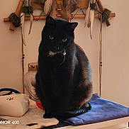 Eros a rejoint le concours — aidez-le/la à gagner de superbes lots ! black_cat, cat, indoor, table, cloth, feathers, decor, pet, animal, resting, beads, collar, fur, domestic_cat, feline, quiet, curious, sitting, household, mystery