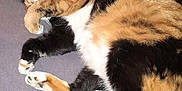 Biscotte participe au concours pour gagner de l'argent avec cette photo : cat, calico, sleeping, paw, fur, pet, domestic_animal, resting, cozy, indoor, cute, animal, whiskers, tail, relaxed, feline, soft, curled_up, napping, quiet