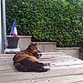 Biscotte a rejoint le concours — aidez-le/la à gagner de superbes lots ! cat, calico, table, wooden_table, outdoor, plant, greenery, flag, french_flag, pot, relaxed, resting, fence, hedge, nature, daylight, pet, animal, peaceful, fur