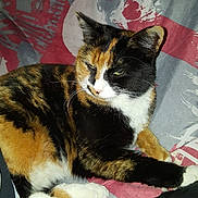 Biscotte a rejoint le concours — aidez-le/la à gagner de superbes lots ! cat, calico_cat, animal, pet, feline, resting, indoor, blanket, fur, paw, tail, white_paws, orange_fur, black_fur, patterned_bedspread, relaxed, cute, whiskers, ears, close_up