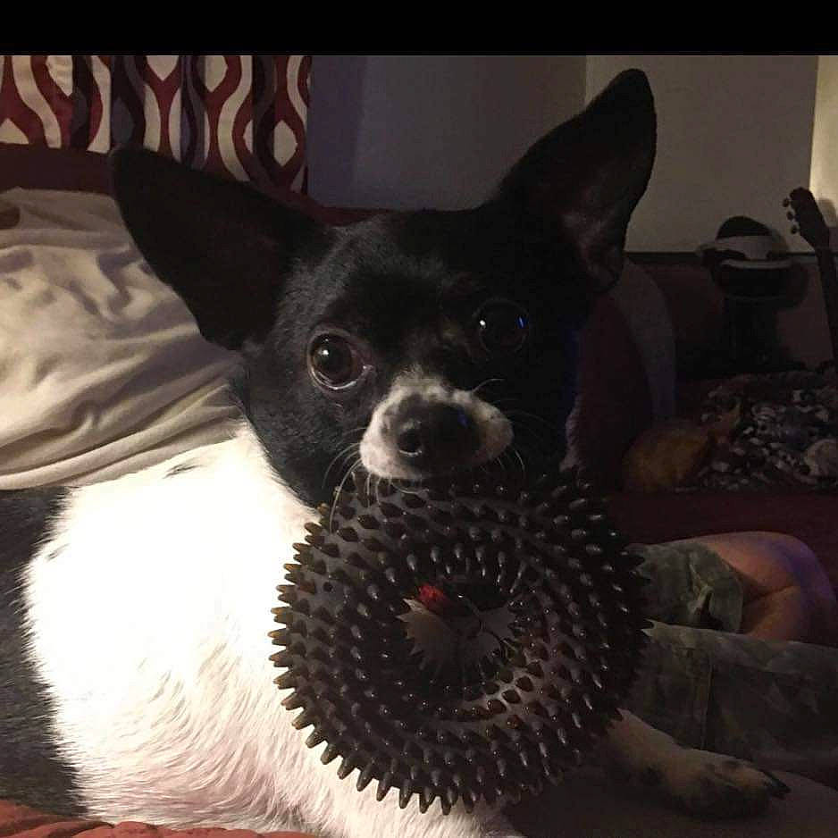 Snoopy is registered to the contest to win money with this photo: canidae, carnivore, chihuahua, comfort, companion_dog, dessert, dog, dog_breed, dog_supply, ear, fawn, fur, paw, russkiy_toy, snout, sporting_group, tail, toy_dog, whiskers, working_animal