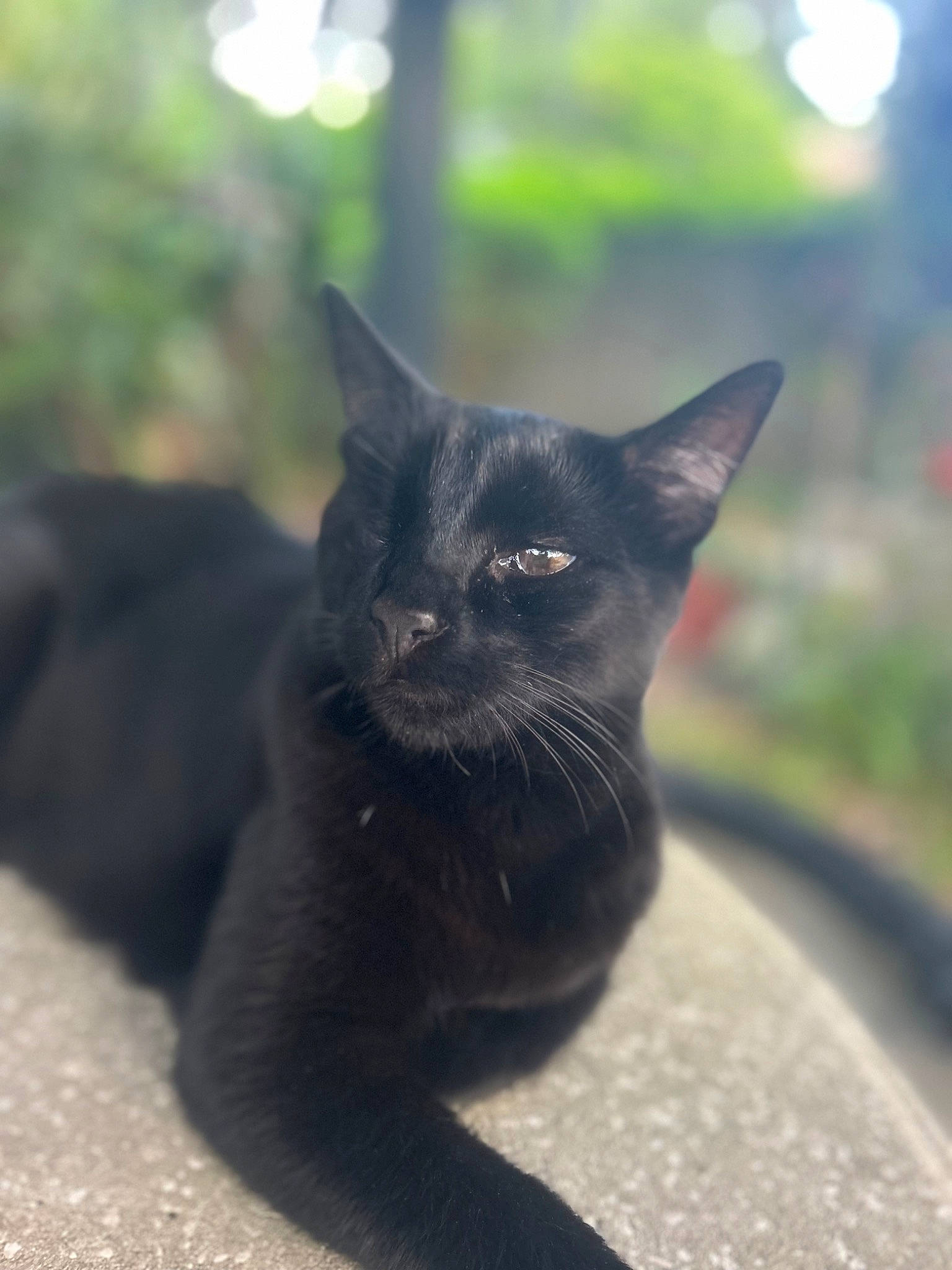 Storm joined the competition — help win amazing prizes! black_cat, bombay, carnivore, cat, domestic_short_haired_cat, eye, felidae, fur, grass, grey, plant, sitting, small_to_medium_sized_cats, snout, tail, terrestrial_animal, tree, whiskers, wildlife, window