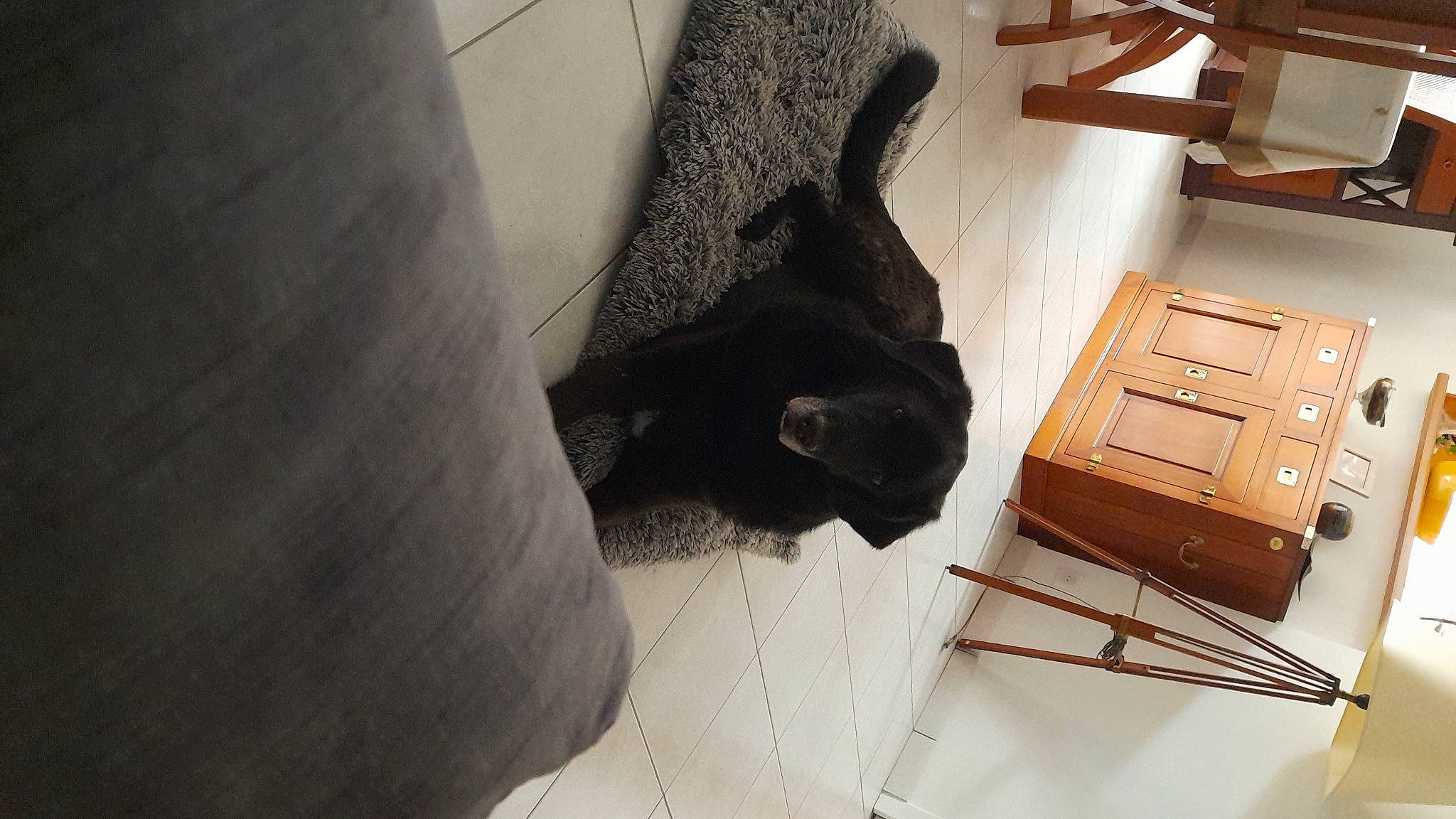 Haldo a rejoint le concours — aidez-le/la à gagner de superbes lots ! black_cat, bombay, cabinetry, carnivore, cat, chair, chest_of_drawers, comfort, drawer, felidae, floor, flooring, hardwood, plywood, small_to_medium_sized_cats, table, tail, whiskers, wood, wood_stain