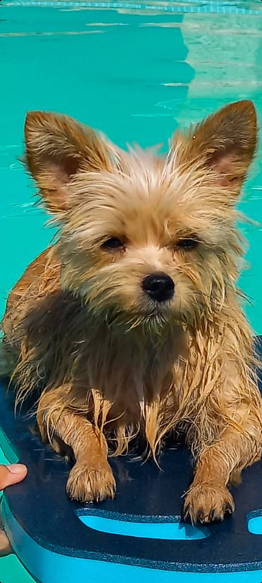 Sheyenne a rejoint le concours — aidez-le/la à gagner de superbes lots ! australian_terrier, biewer_terrier, canidae, carnivore, companion_dog, dog, dog_breed, fawn, fur, liver, small_terrier, snout, sporting_group, terrestrial_animal, terrier, toy_dog, water_dog