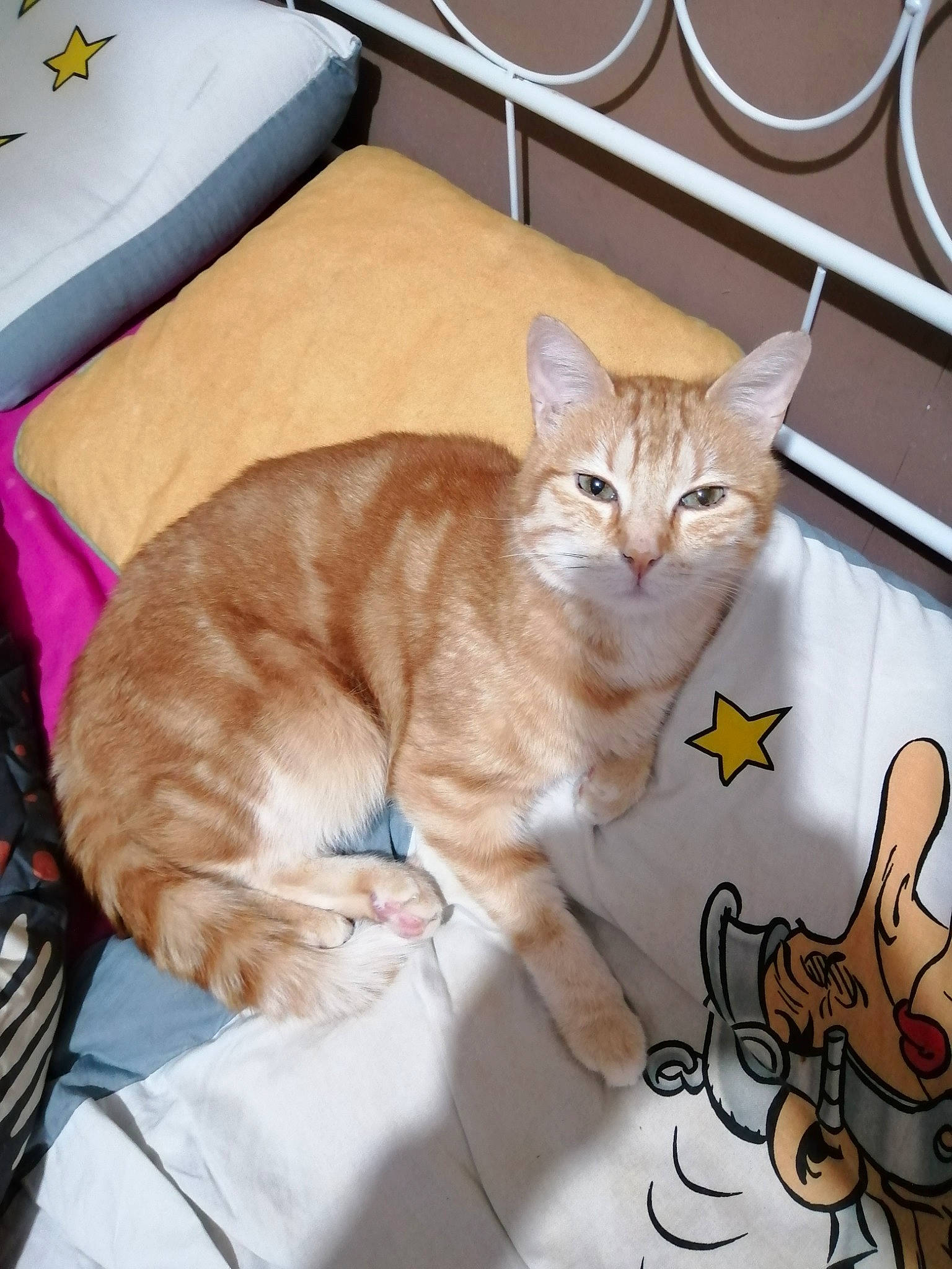 Démon participe au concours pour gagner de l'argent avec cette photo : carnivore, cat, claw, comfort, couch, domestic_short_haired_cat, fawn, felidae, flooring, fur, mammal, paw, pet_supply, room, small_to_medium_sized_cats, snout, tail, vertebrate, whiskers, wood