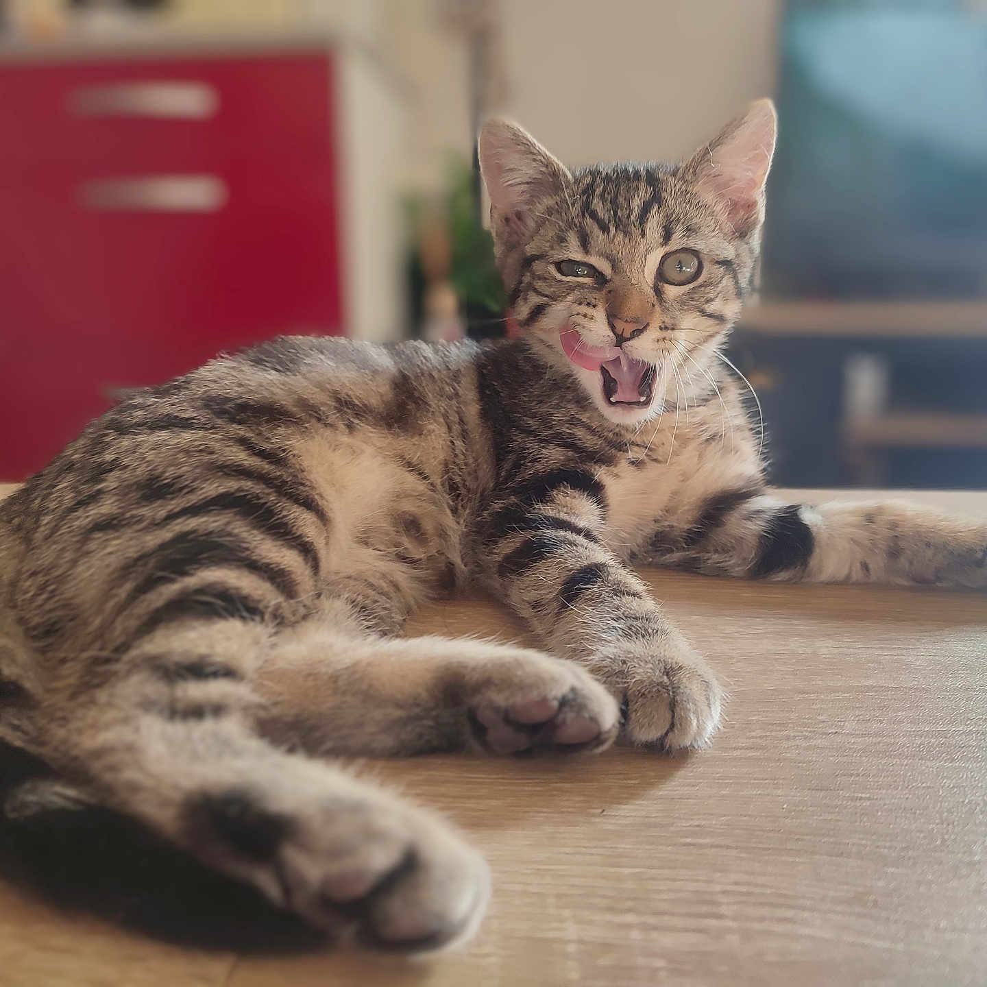 Smoky a rejoint le concours — aidez-le/la à gagner de superbes lots ! abyssinian, animal, architecture, bodypart, building, cat, couch, furniture, hardwood, head, indoors, kitten, manx, mouth, ocelot, person, pet, plywood, tongue, wood