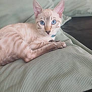 Blue a rejoint le concours — aidez-le/la à gagner de superbes lots ! cat, blue_eyes, fur, pet, animal, lying_down, blanket, texture, indoor, close_up, resting, ears, whiskers, striped_fur, cozy, comfort, domestic_cat, relaxed, portrait, soft_light