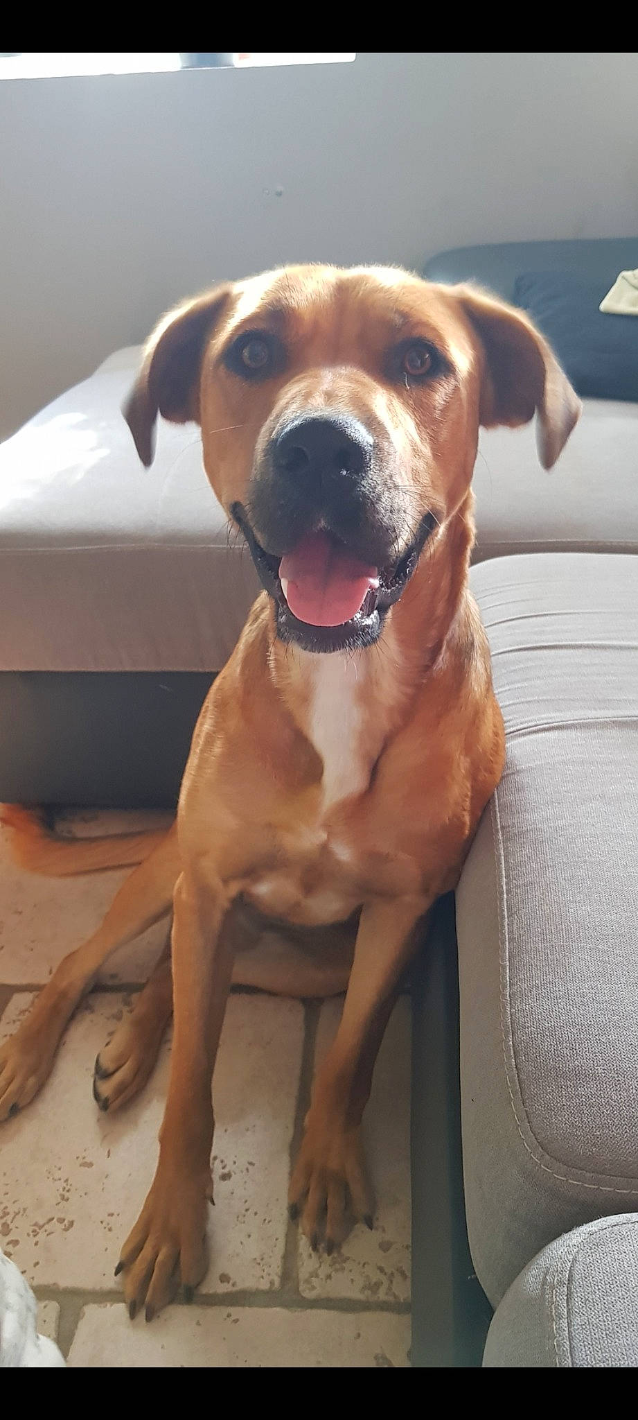 Prunelle participe au concours pour gagner de l'argent avec cette photo : canidae, carnivore, chair, collar, comfort, companion_dog, dog, dog_breed, dog_collar, fawn, guard_dog, gun_dog, liver, paw, pet_supply, snout, sporting_group, whiskers, working_animal, working_dog