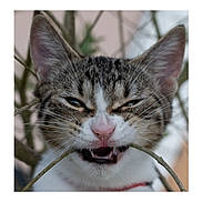 Alba a rejoint le concours — aidez-le/la à gagner de superbes lots ! cat, tabby, animal, pet, whiskers, pink_nose, branch, outdoor, close_up, playful, teeth, ears, fur, nature, face, mouth_open, tree, curious, young_cat, expression