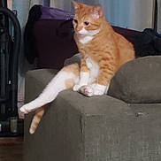 Cutie is registered to the contest to win money with this photo: animal, calm, cat, couch, cute, domestic_animal, feline, fur, furniture, home, indoor, leg_stretched, living_room, orange_cat, pet, relaxed, resting, sitting, whiskers, white_cat