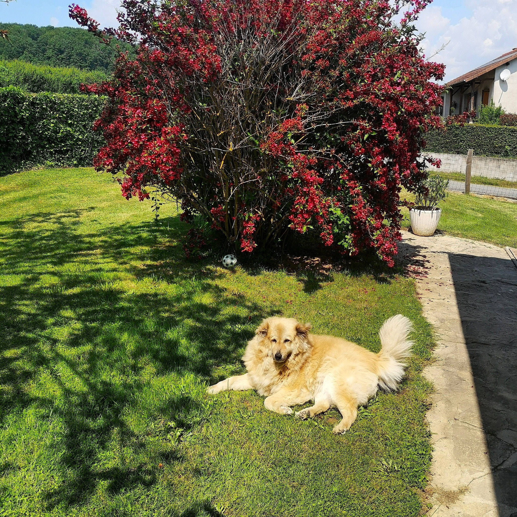 Ficelle participe au concours pour gagner de l'argent avec cette photo : annual_plant, carnivore, companion_dog, dog, dog_breed, fawn, flower, flowering_plant, grass, groundcover, landscape, landscaping, lawn, natural_landscape, plant, shrub, sky, summer, tail, tree