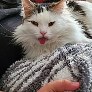 Tobi is registered to the contest to win money with this photo: cat, fluffy_cat, white_cat, black_and_white, long_hair, tongue, face, whiskers, ears, indoor, blanket, cozy, hand, pet, relaxed, lounging, chair, home, portrait, funny