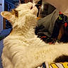 cat, white_cat, fluffy, long_hair, pet, animal, indoors, bedroom, blanket, bedsheet, cozy, reclining, sitting, playful, candid, whiskers, ears, fur, colorful_blanket, home