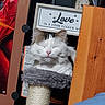 cat, fluffy_cat, sleeping, eyes_closed, white_fur, gray_fur, pink_nose, whiskers, pet, animal, scratching_post, rope, cozy, indoors, wooden_shelf, wall_clock, framed_sign, home_decor, portrait, cute