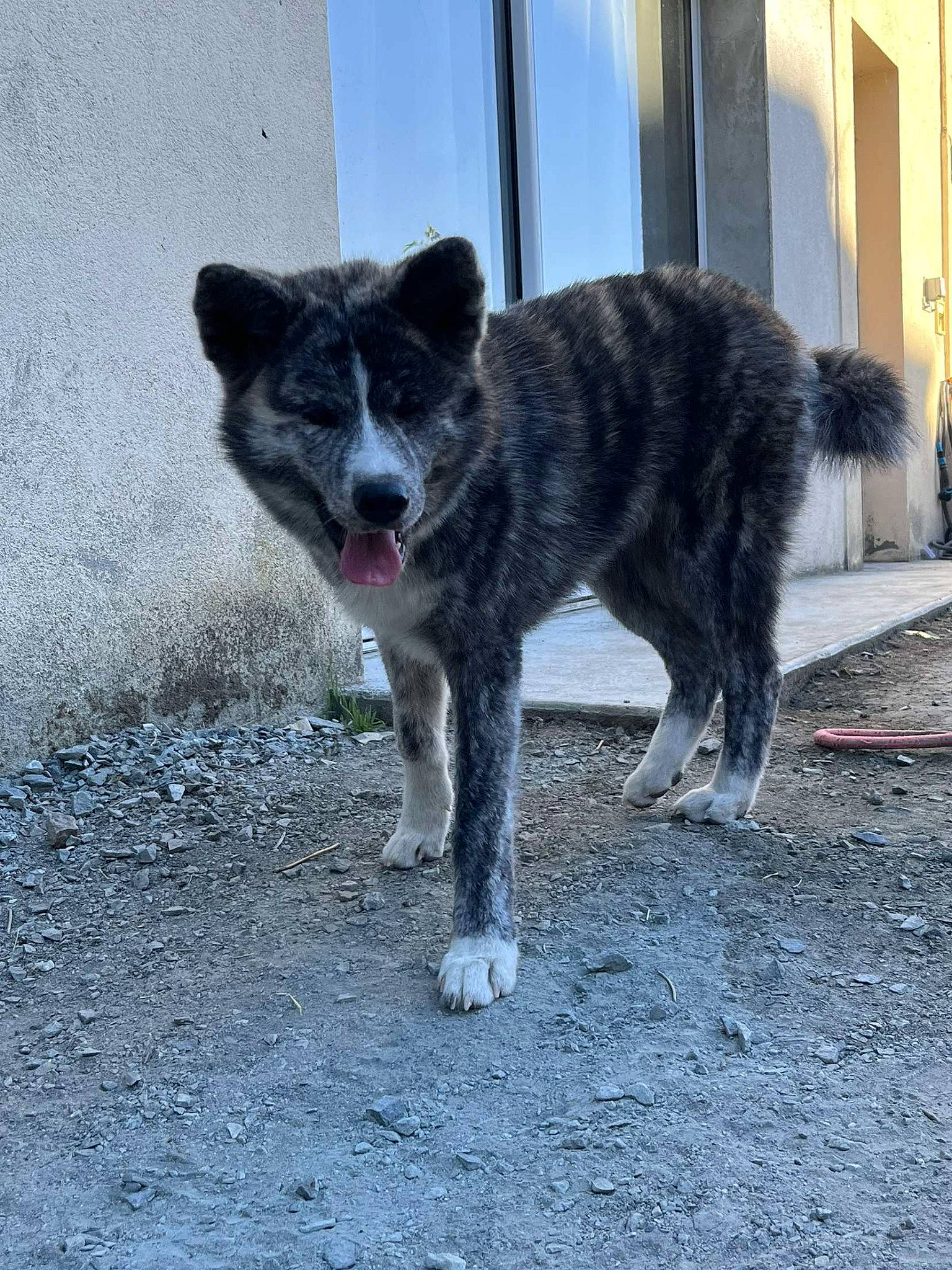 Hatchi a rejoint le concours — aidez-le/la à gagner de superbes lots ! balance, canidae, canis, carnivore, dog, dog_breed, fur, grey, snout, sporting_group, tail, terrestrial_animal, wolf, working_animal, working_dog