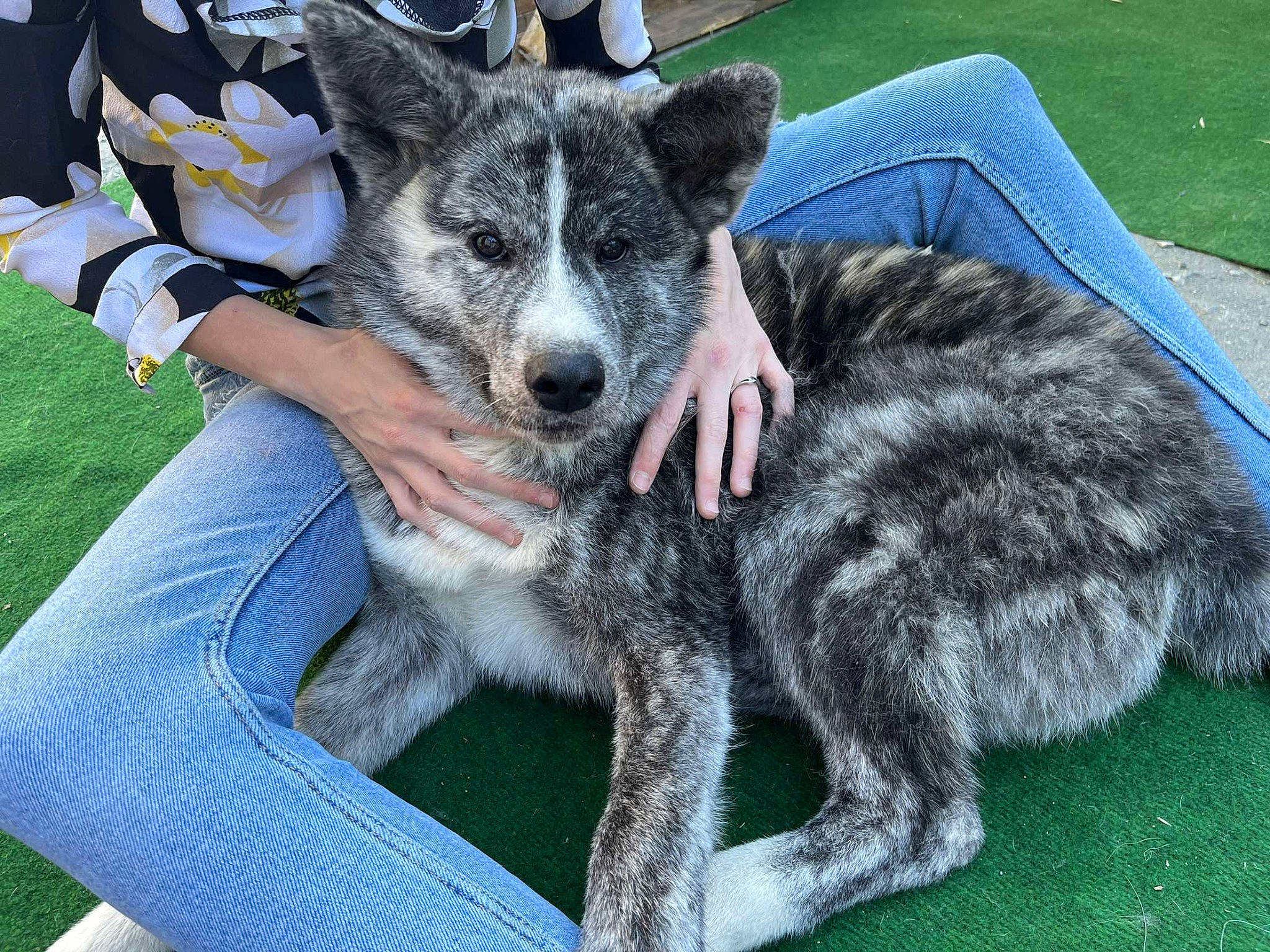 Hatchi a rejoint le concours — aidez-le/la à gagner de superbes lots ! australian_cattle_dog, australian_stumpy_tail_cattle_dog, canidae, carnivore, companion_dog, dog, dog_breed, foot, fur, grass, herding_dog, non_sporting_group, sharing, snout, sporting_group, tail, terrestrial_animal, texas_heeler, working_animal, working_dog