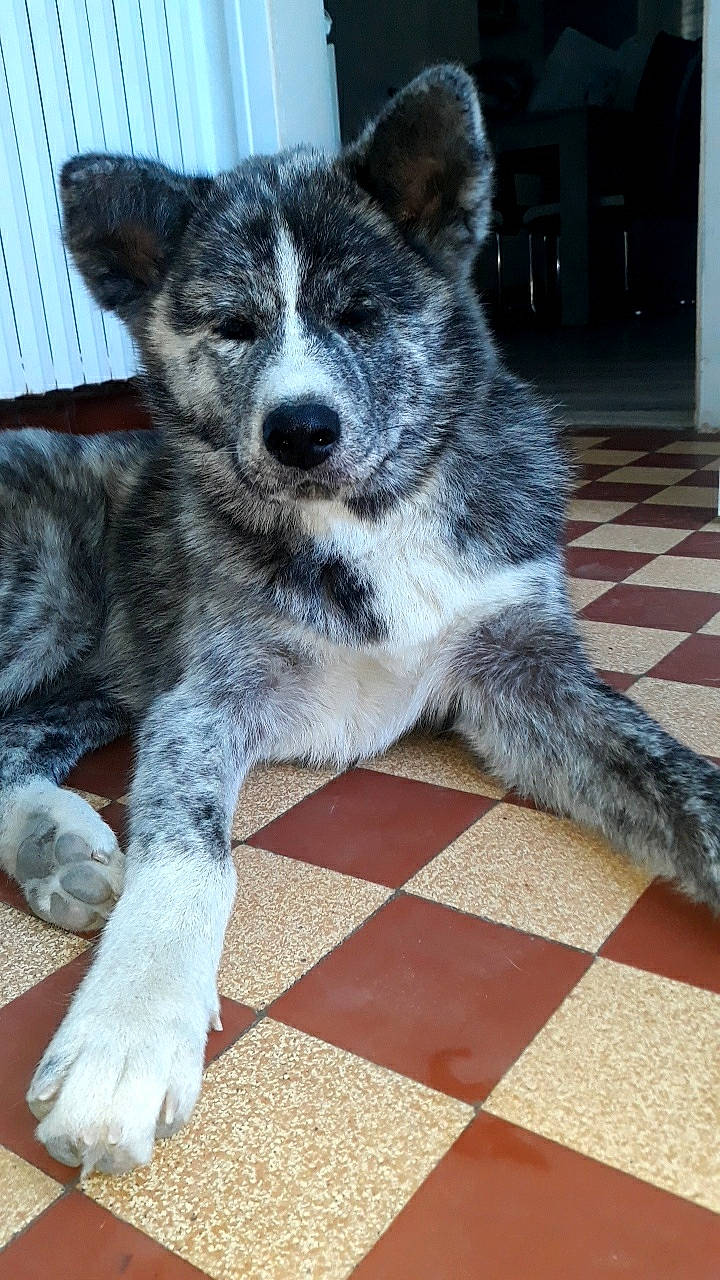 Hatchi a rejoint le concours — aidez-le/la à gagner de superbes lots ! ancient_dog_breeds, canis, carnivore, companion_dog, dog, dog_breed, flooring, fur, grey, herding_dog, koolie, sled_dog, snout, sporting_group, tail, terrestrial_animal, whiskers, wolf, working_animal, working_dog