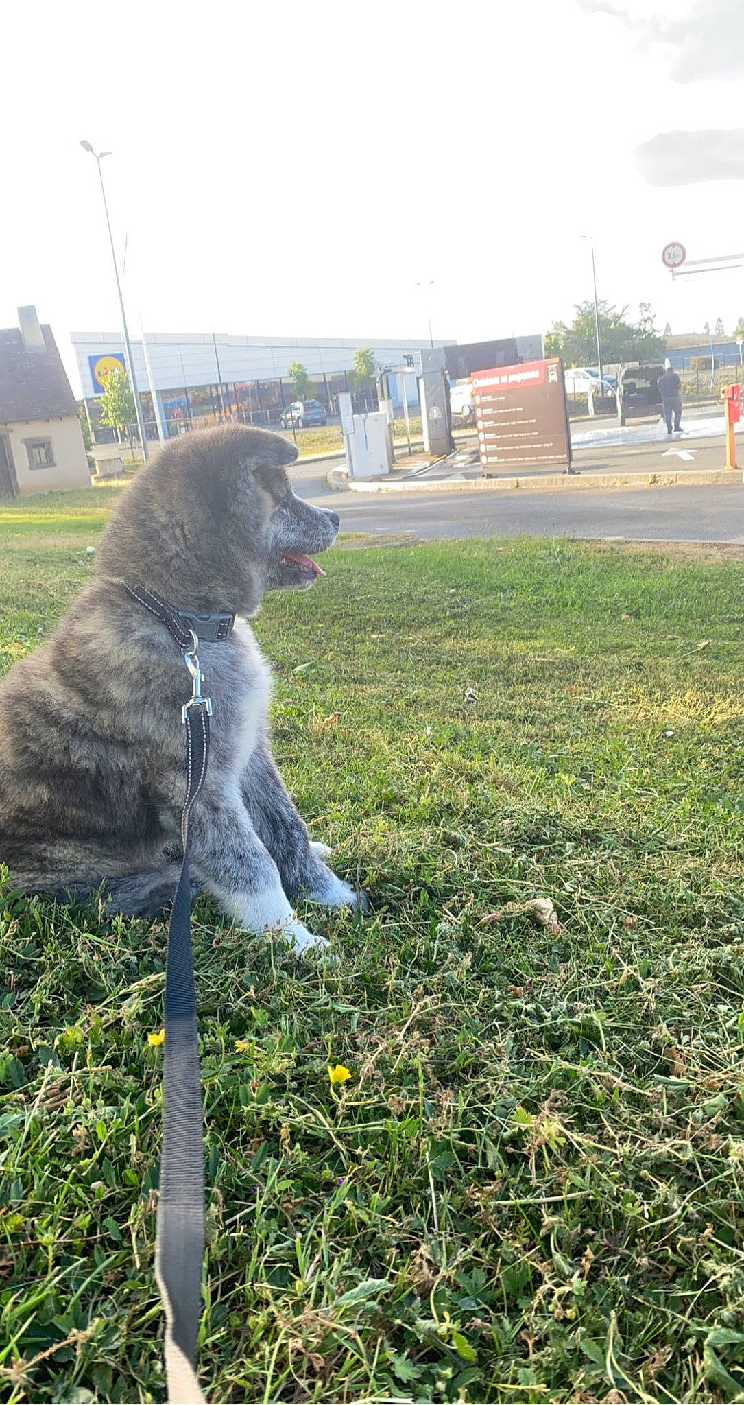 Hatchi participe au concours pour gagner de l'argent avec cette photo : building, carnivore, chair, companion_dog, dog, dog_agility, dog_breed, fur, grass, groundcover, herding_dog, lawn, plant, sky, sporting_group, tail, terrier, tree, working_animal, working_dog