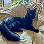 cat, black_cat, indoor, blanket, window, sunlight, fur, animal, pet, relaxed, cozy, greenery, nature_outside, feline, ears, tail, whiskers, eyes, resting, home