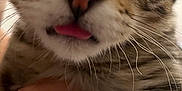 Jester joined the competition — help win amazing prizes! cat, tabby, close_up, wide_eyes, tongue_out, whiskers, fur, pet, animal, hand, holding, cute, indoor, domestic_cat, curious, face, portrait, feline, mammal, expression