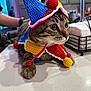 cat, tabby, costume, jester, hat, knitted, colorful, pet, animal, indoor, kitchen, counter, curious, wide_eyes, paws, whiskers, person, hand, playful, domestic