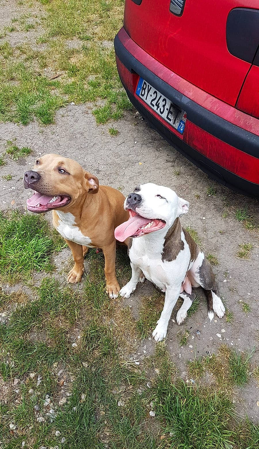 Nelson participe au concours pour gagner de l'argent avec cette photo : automotive_exterior, automotive_lighting, automotive_tail_brake_light, automotive_tire, car, carnivore, collar, companion_dog, dog, dog_breed, dog_collar, fawn, fender, grass, hood, plant, vehicle, vehicle_door, vehicle_registration_plate, working_animal