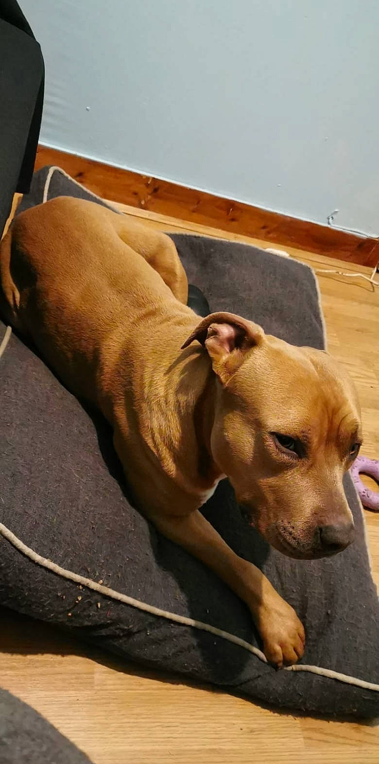 Nelson a rejoint le concours — aidez-le/la à gagner de superbes lots ! canidae, carnivore, collar, comfort, companion_dog, dog, dog_breed, dog_collar, dog_supply, fawn, flooring, hardwood, non_sporting_group, pet_supply, snout, sporting_group, tail, whiskers, wood, working_animal