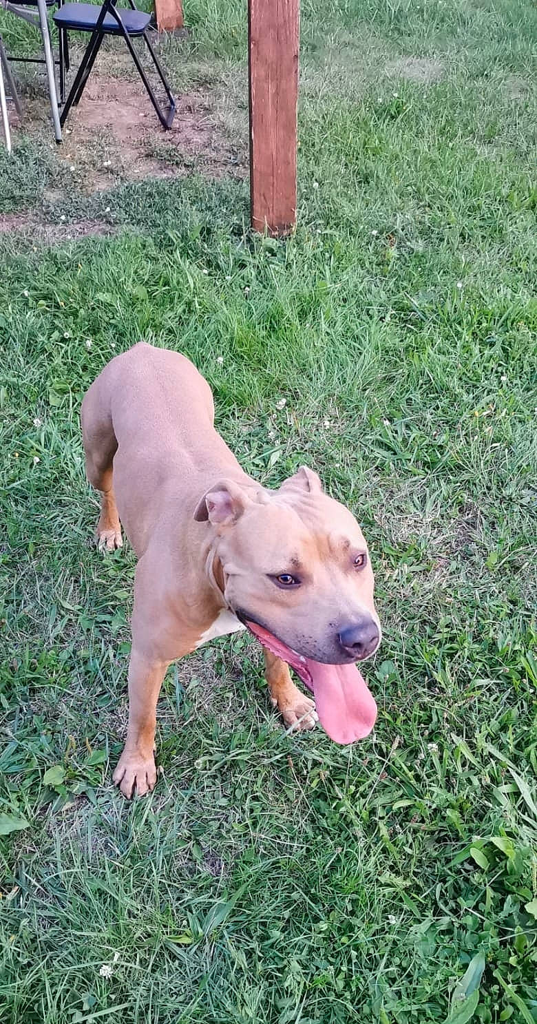 Nelson a rejoint le concours — aidez-le/la à gagner de superbes lots ! canidae, carnivore, collar, companion_dog, dog, dog_breed, dog_collar, dog_supply, fawn, grass, grassland, non_sporting_group, pasture, plant, snout, sporting_group, tail, terrestrial_animal, working_animal, working_dog