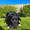 Osiris a rejoint le concours — aidez-le/la à gagner de superbes lots ! animal, black_dog, blue_sky, bushes, canine, close_up, dog, ears, fence, grass, greenery, lawn, lying_down, nature, outdoor, paws, pet, resting, summer, sunlight