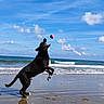 Osiris a rejoint le concours — aidez-le/la à gagner de superbes lots ! active, animal, ball, beach, clouds, daytime, dog, fun, jumping, nature, ocean, outdoor, pet, playful, reflection, sand, sky, sunny, water, waves