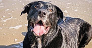 Osiris a rejoint le concours — aidez-le/la à gagner de superbes lots ! animal, beach, black_dog, canine, closeup, daytime, dog, happy, lying_down, nature, outdoor, pet, playful, sand, sea, smiling, sunlight, tongue_out, water, wet_fur