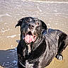 animal, beach, black_dog, canine, closeup, daytime, dog, happy, lying_down, nature, outdoor, pet, playful, sand, sea, smiling, sunlight, tongue_out, water, wet_fur