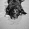 animal, beach, black_and_white, black_dog, calm, canine, close_up, dog, expression, laying_down, monochrome, nature, outdoor, paw, pet, portrait, relaxed, sand, texture, wet_fur